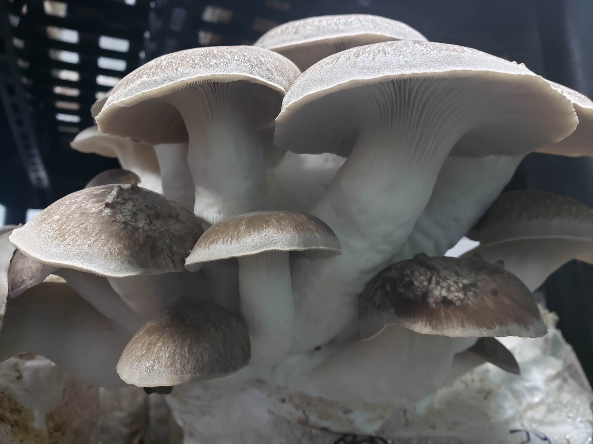 Kit de Pleurote Bleu - Blue Oyster Mushroom Kit