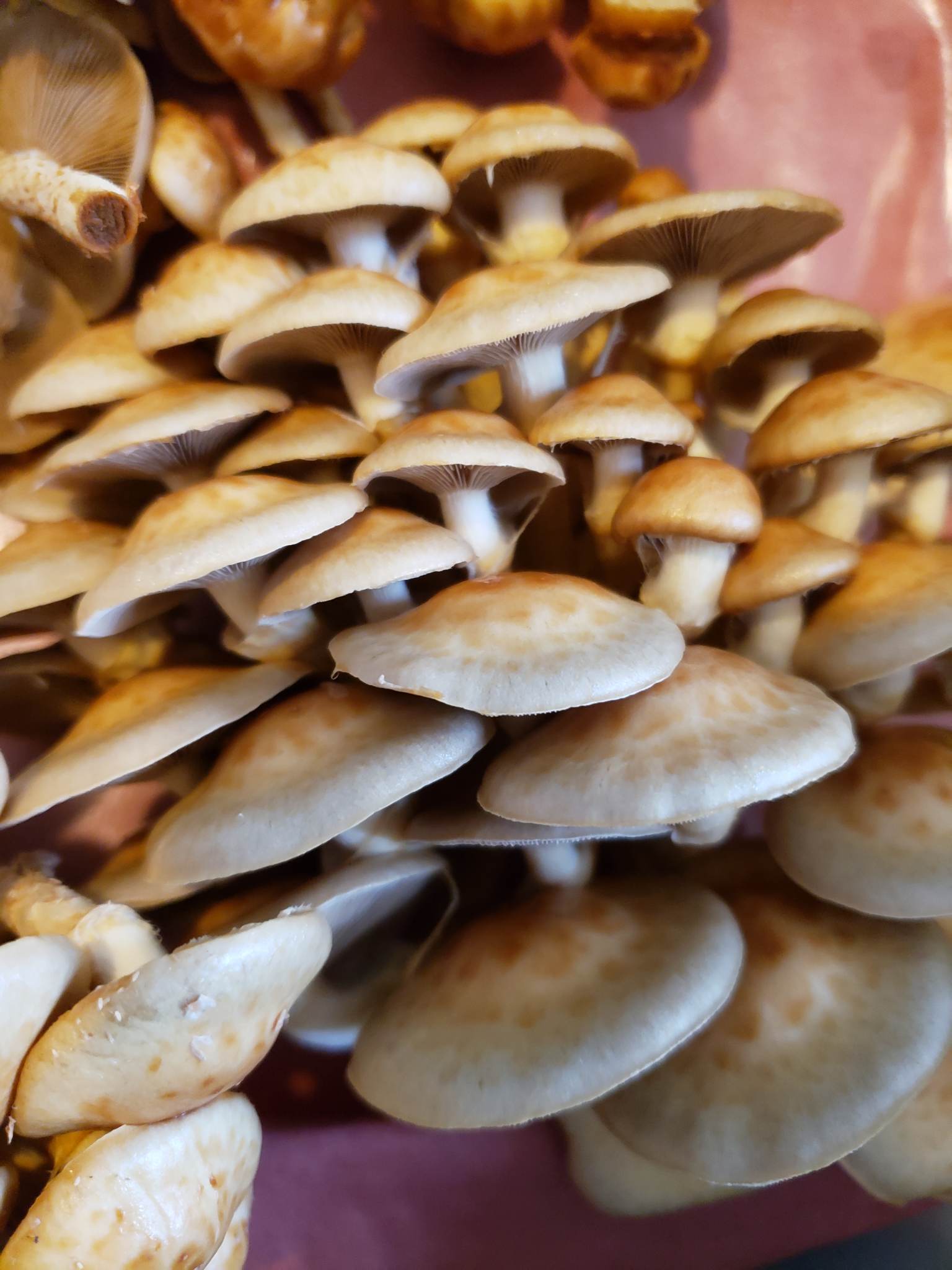 Champignons Kinoko Mushrooms