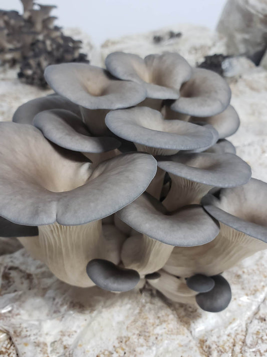 Pleurote Bleu à la livre - Blue Oyster Mushrooms by the Lb.