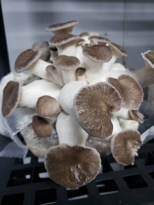 Mélange de Champignons - Mushroom Mix
